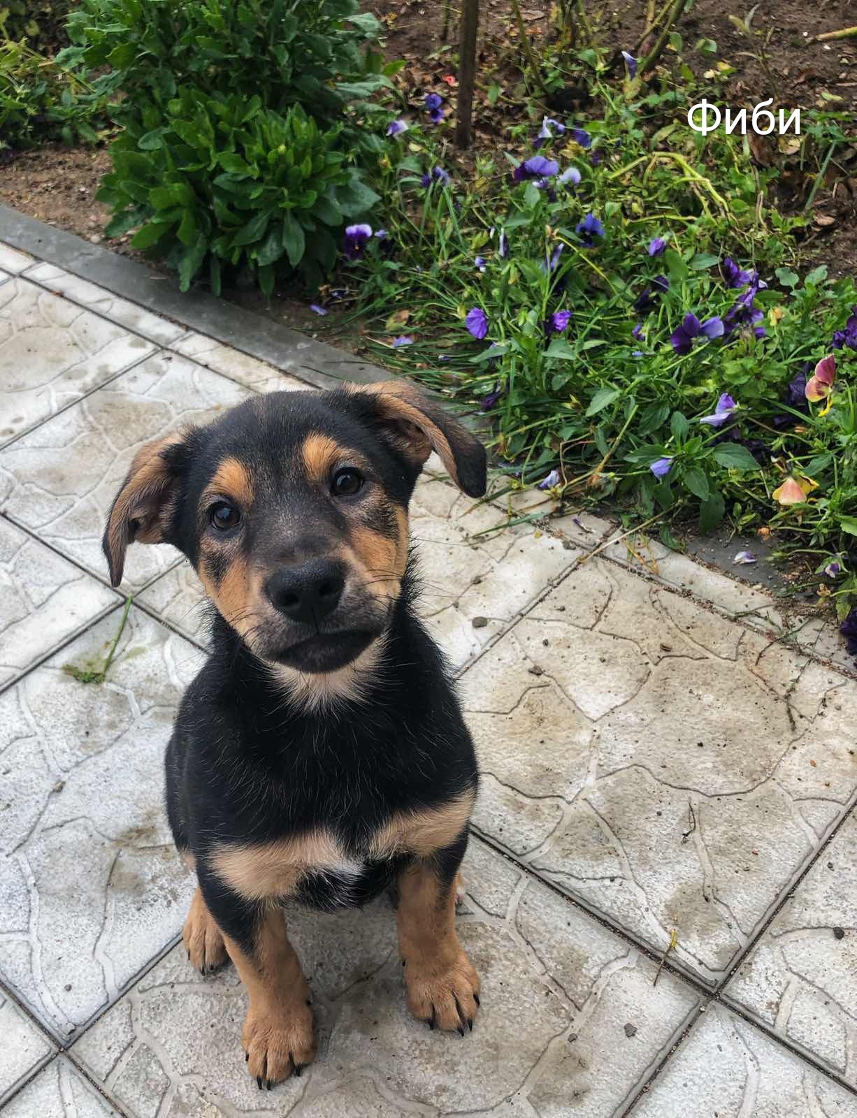 Животные ищут дом: собаки и кошки от 2 месяцев до 3 лет Животные ищут дом: собаки и кошки от 2 месяцев до 3 лет