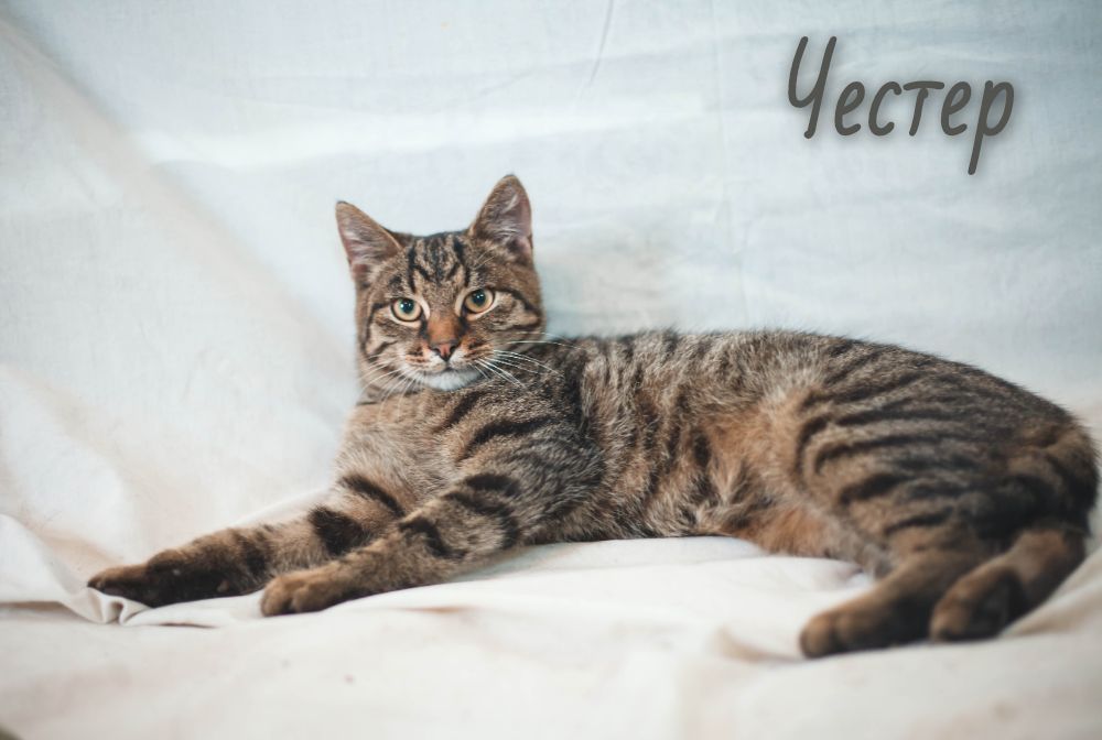 Животные ищут дом: собаки и кошки от 2 месяцев до 3 лет Животные ищут дом: собаки и кошки от 2 месяцев до 3 лет