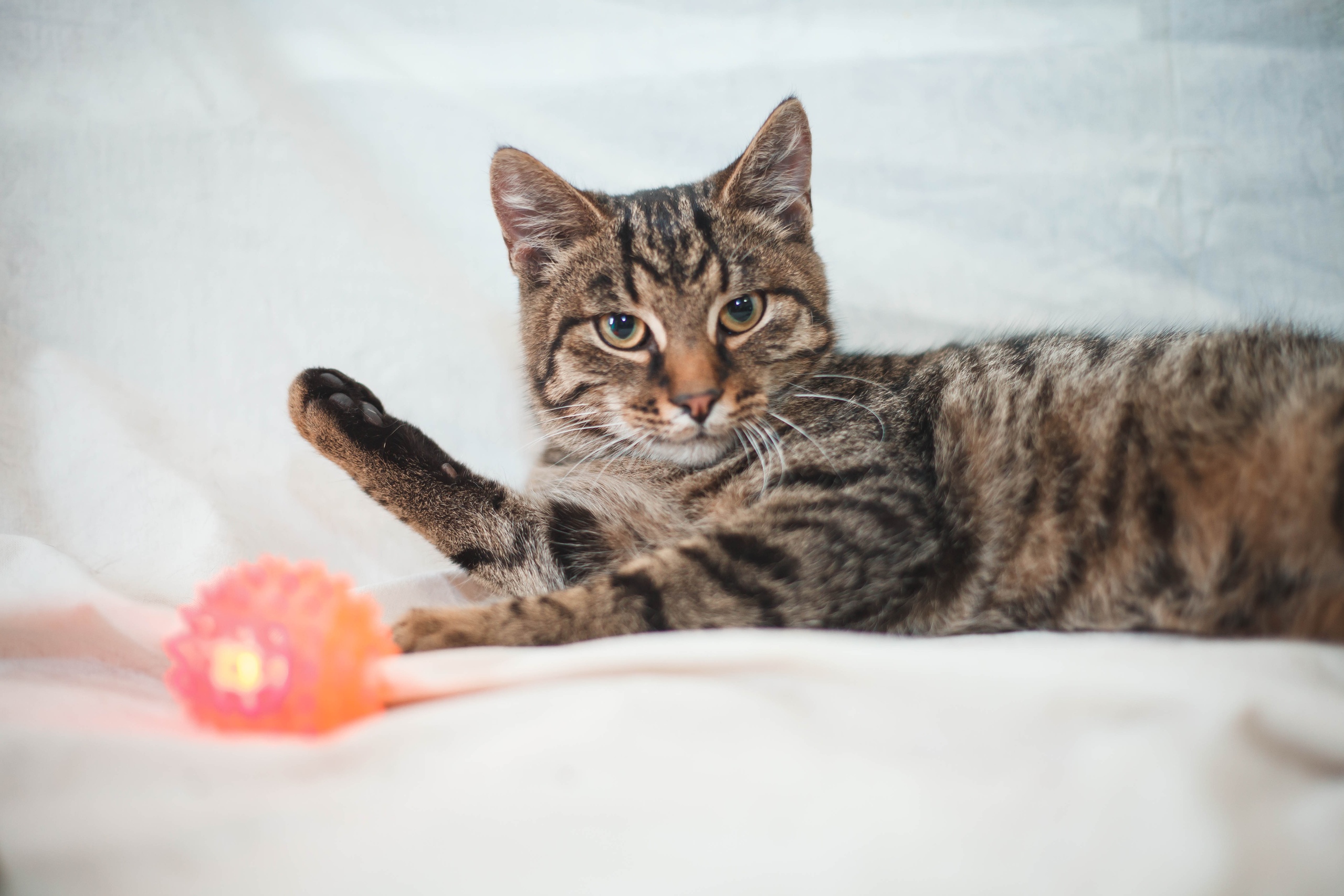 Животные ищут дом: собаки и кошки от 2 месяцев до 3 лет Животные ищут дом: собаки и кошки от 2 месяцев до 3 лет