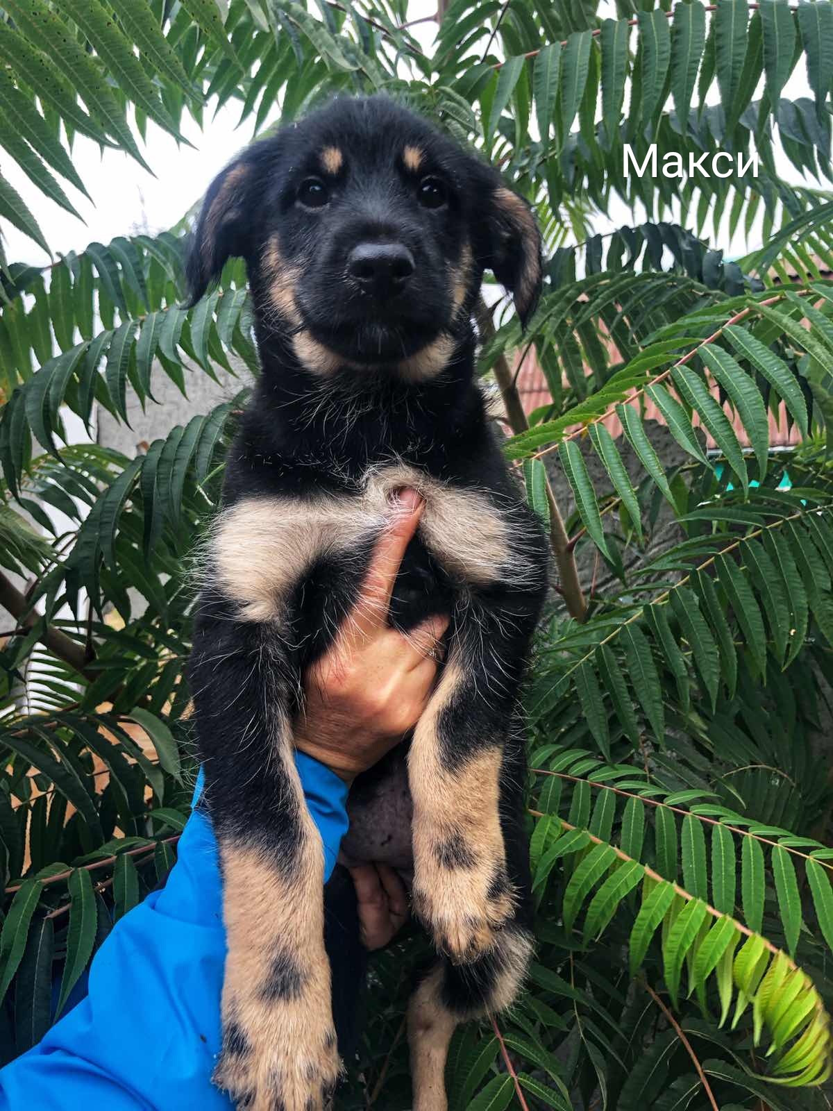 Животные ищут дом: собаки и кошки от 2 месяцев до 3 лет Животные ищут дом: собаки и кошки от 2 месяцев до 3 лет