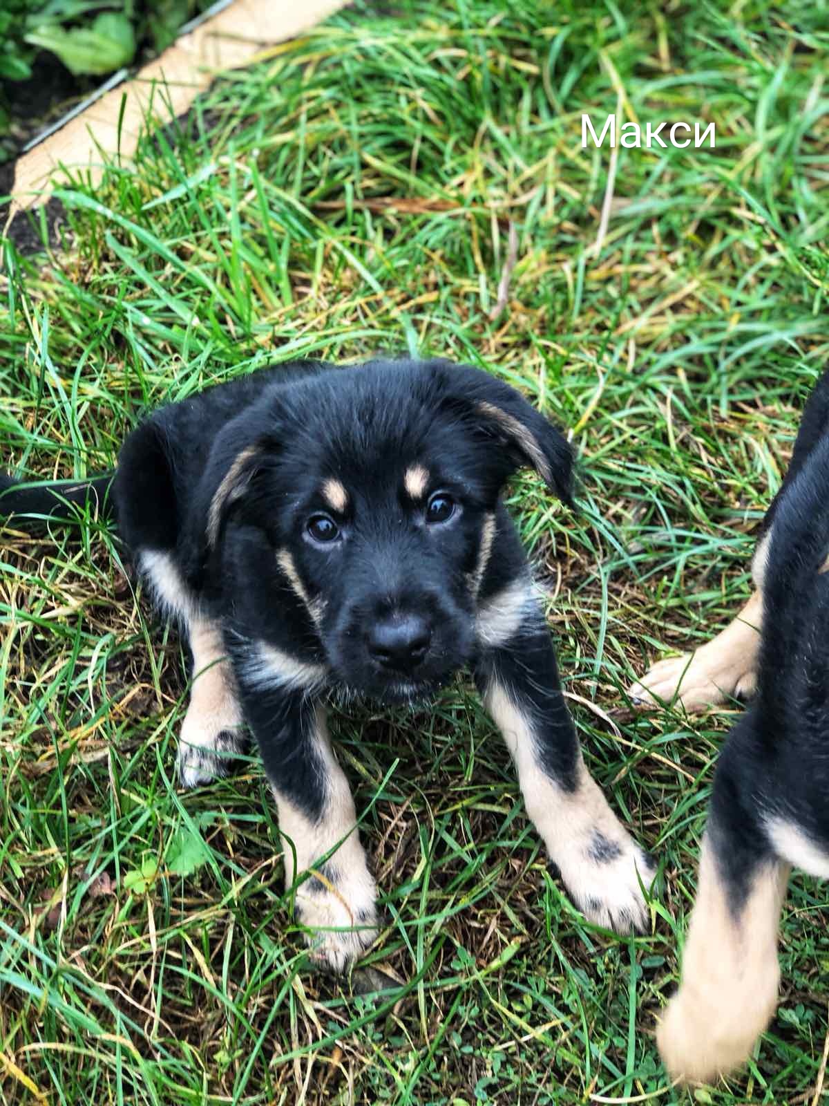 Животные ищут дом: собаки и кошки от 2 месяцев до 3 лет Животные ищут дом: собаки и кошки от 2 месяцев до 3 лет