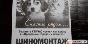 В Гродно предлагают бесплатный шиномонтаж для тех, кто возьмет себе собаку или кошку шиномонтаж