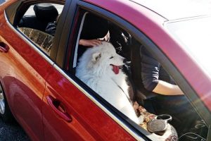 «Требуют залог 1000 евро». Белорусы жалуются, что их с собаками и котами не пропускают в Литву