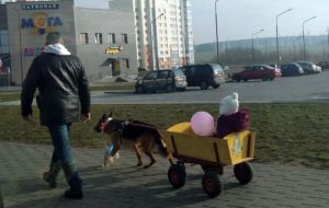 «Какая зима, такие и санки». Весёлый фотофакт из Гродно «Какая зима, такие и санки». Весёлый фотофакт из Гродно