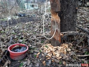 В центре Гродно появились бобры. На них стали охотиться