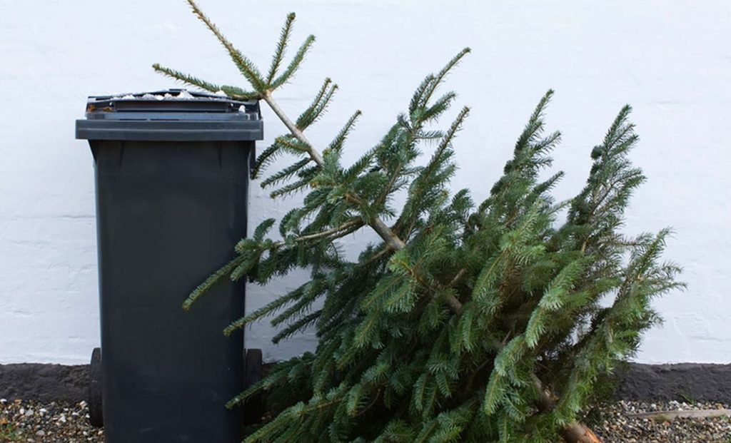 Коммунальщики Гродно предлагают вынести новогодние елки, чтобы их могли переработать. Когда? Коммунальщики Гродно предлагают вынести новогодние елки, чтобы их могли переработать. Когда?