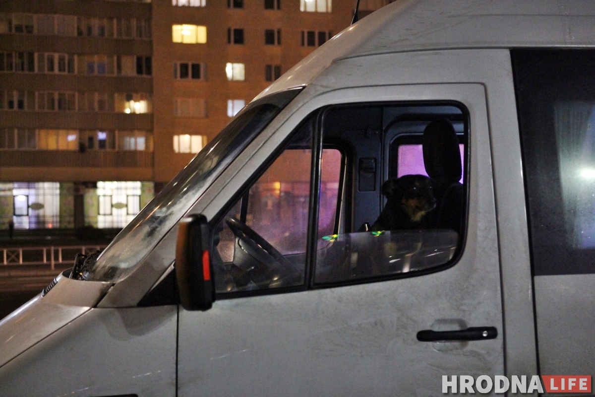 Снимает стресс и греет сиденье: как собака Мультик возит людей из Гродно в Барановичи