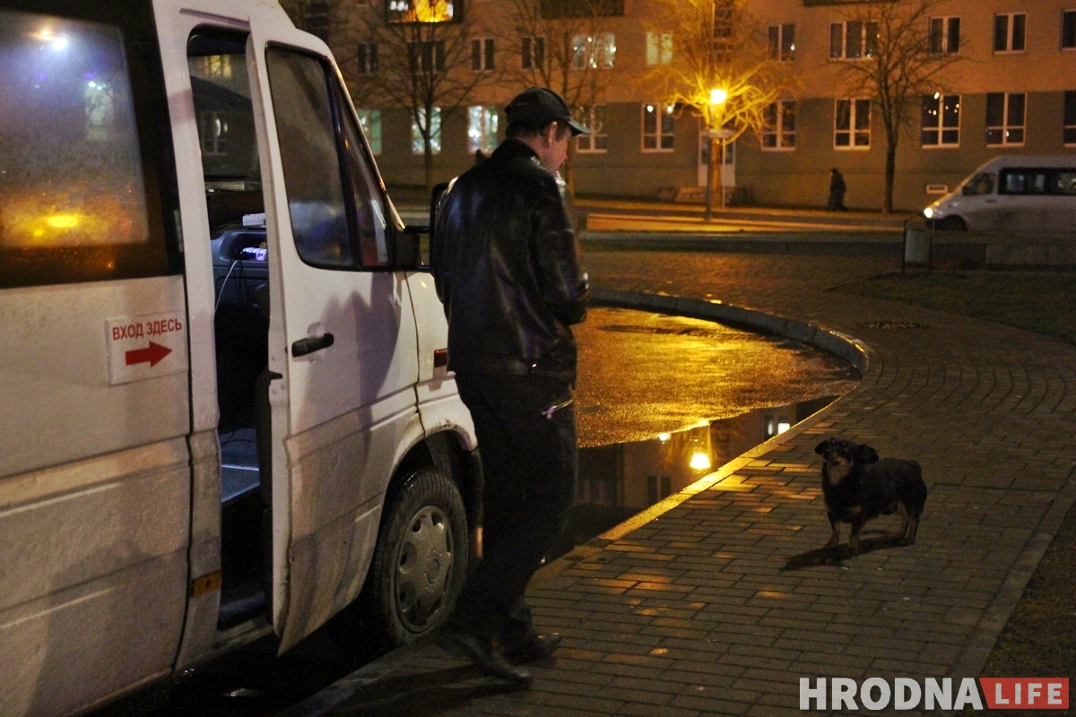 Снимает стресс и греет сиденье: как собака Мультик возит людей из Гродно в Барановичи