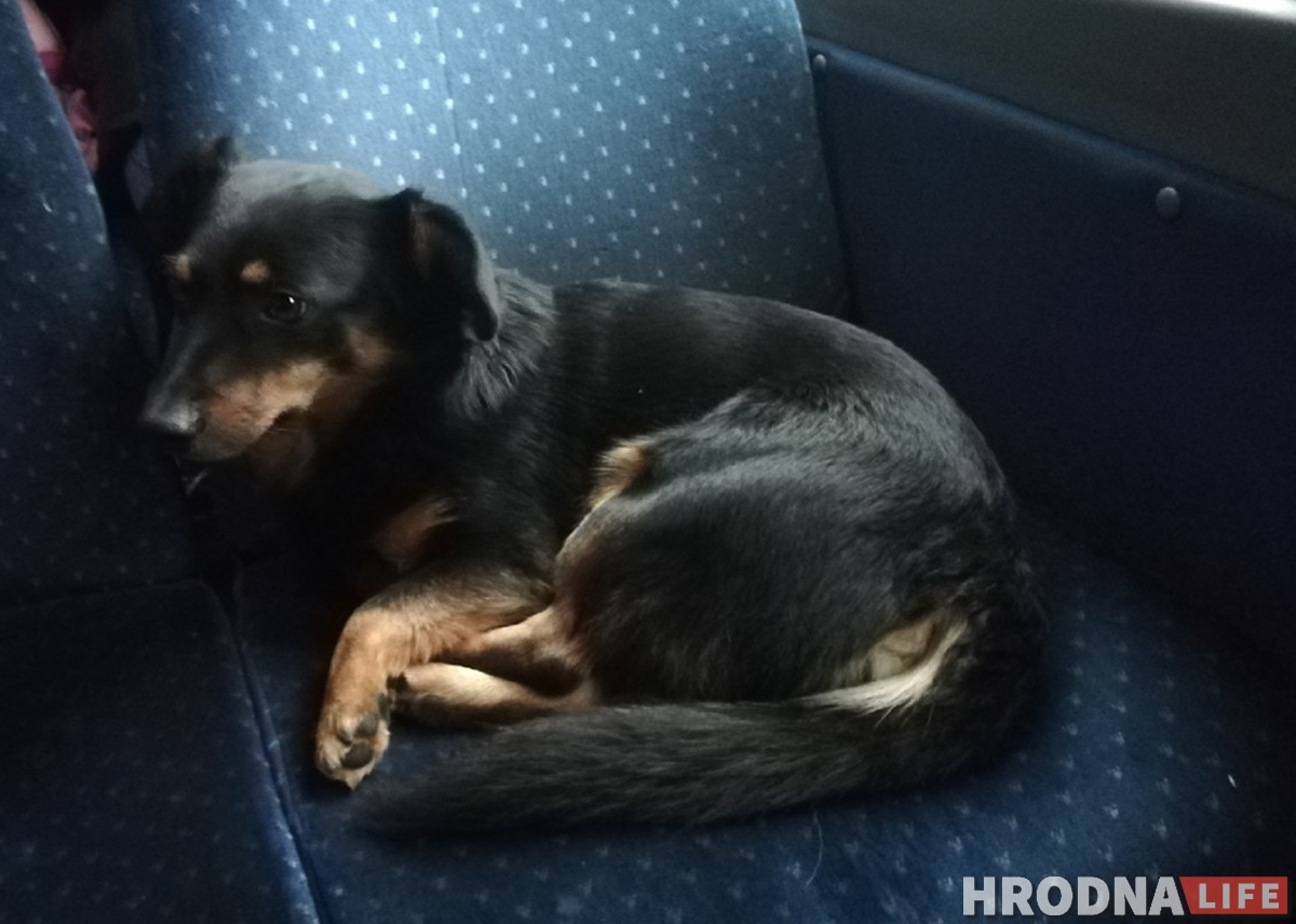 Снимает стресс и греет сиденье: как собака Мультик возит людей из Гродно в Барановичи