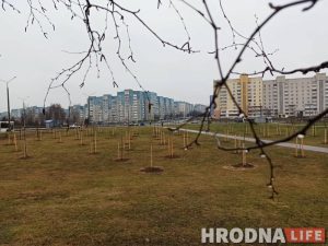 Январь, а в Гродно сажают деревья. Зелянстрой говорит, что все нормально