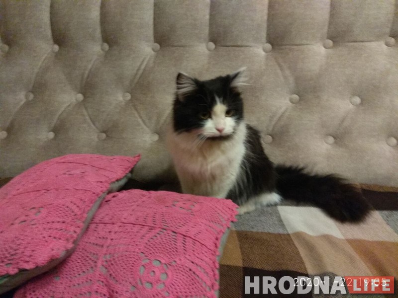 Сантехник и волонтеры 10 часов спасали кота. Он провалился в колодец заброшенной теплотрассы