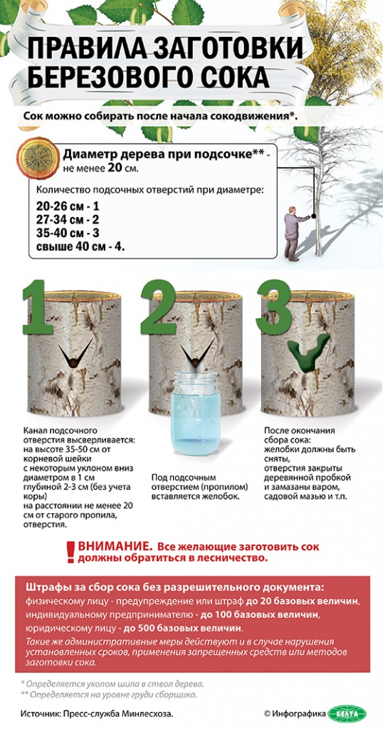 Нарыхтоўку бярозавіка на Гродзеншчыне пачнуць раней