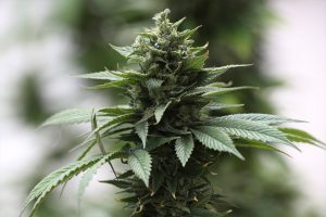 Наркоконтроль рассказал, как задерживали преподавателя, угощавшего марихуаной учеников