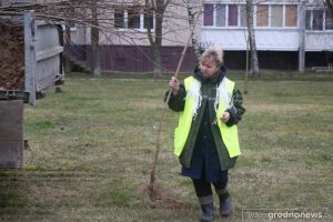 В Гродно высадят 1600 деревьев и 2500 кустарников озеленение