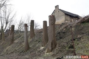Участок с видом на замки: зачем на Левонабережной спилили старые тополя? Тополя на Левонабережной в Гродно после "санитарной" обрезки