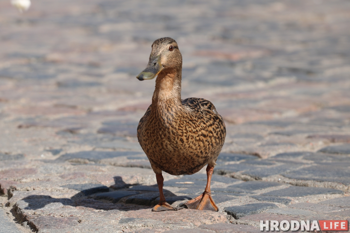 Мілата дня: на Савецкай зноў шпацыруюць качкі