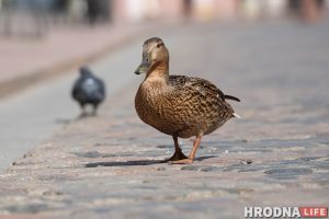 Милота дня: на Советской снова разгуливают утки