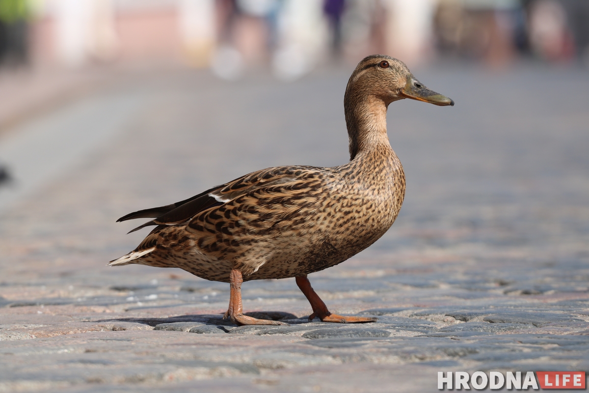Мілата дня: на Савецкай зноў шпацыруюць качкі
