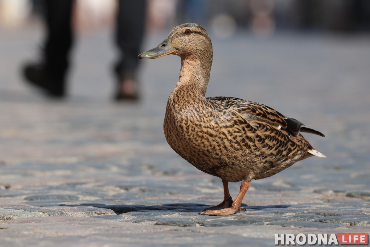 Мілата дня: на Савецкай зноў шпацыруюць качкі