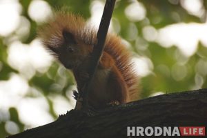 Зачем белкам забор, а колясочникам - пандусы. Коммунальники то слышат Юлию Коледу, то не слышат, а она все равно пишет