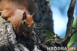Гродненскому зоопарку передали геккона: его нашли в коробке с фруктами