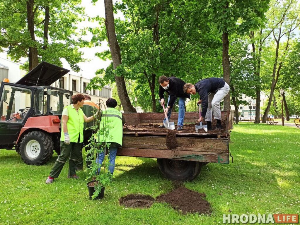 Журналисты посадили ивы, а главный архитектор – ягодную яблоню. В парке Жилибера появились новые деревья