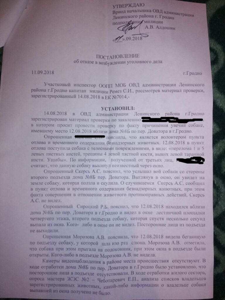 Путешествия Грея: как собака выпала из окна в Гродно и готовится переехать в США