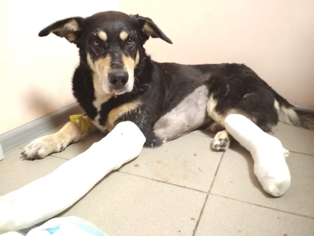 Падарожжа Грэя: як сабака выпаў з акна ў Гродна і рыхтуецца пераехаць у ЗША