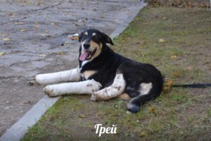 Путешествия Грея: как собака выпала из окна в Гродно и готовится переехать в США