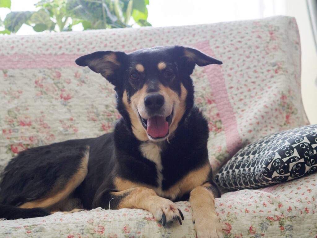 Падарожжа Грэя: як сабака выпаў з акна ў Гродна і рыхтуецца пераехаць у ЗША