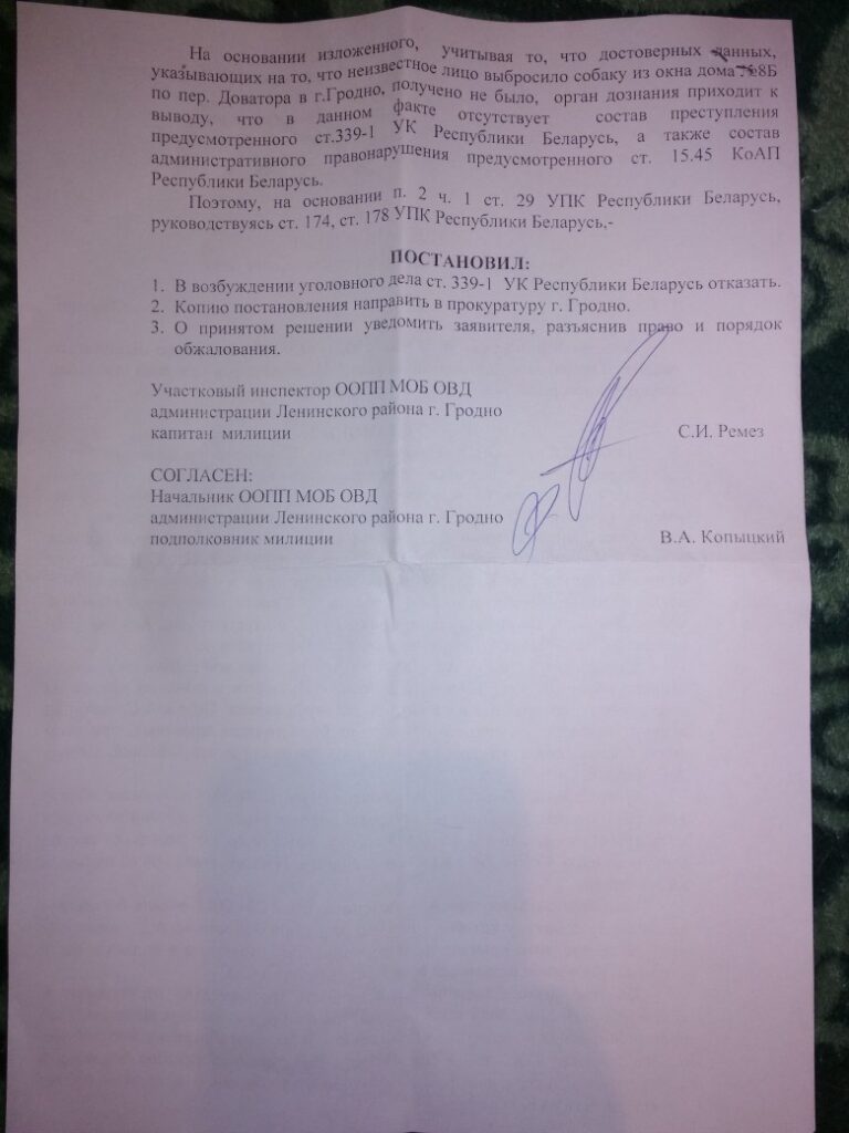 Путешествия Грея: как собака выпала из окна в Гродно и готовится переехать в США