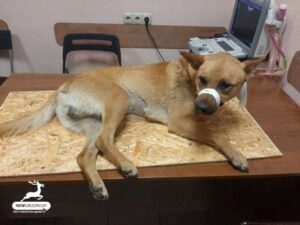 В Гродно выкинули собаку из окна. Что говорит милиция