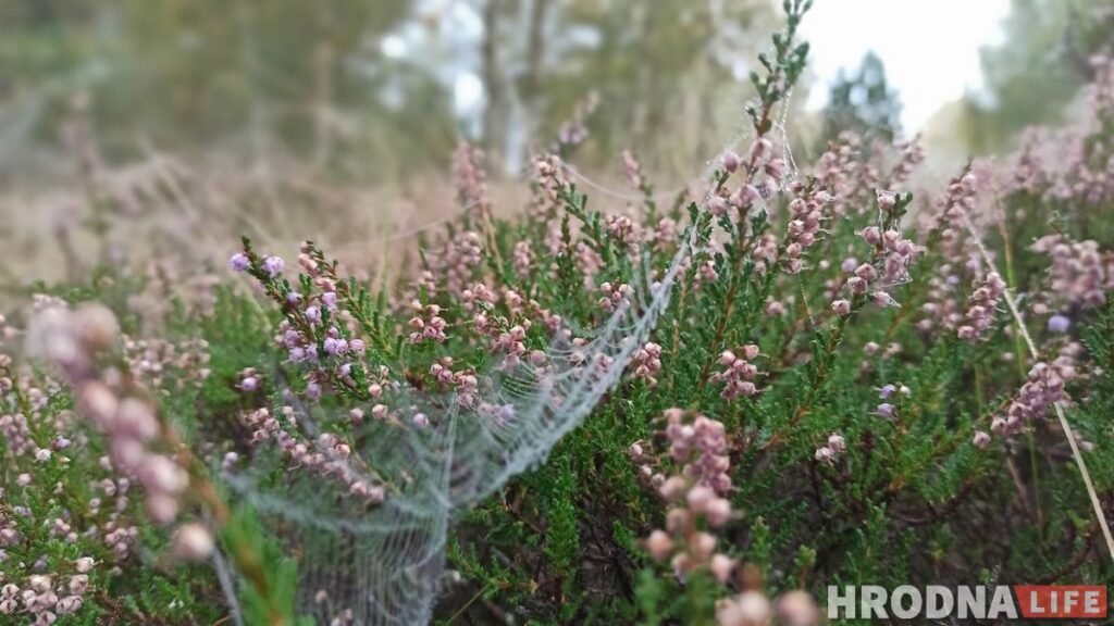Грыбадыета, грыбафітнес і грыбатэрапія. Партызанскія спосабы пахудання ад рэдактаркі Hrodna.life
