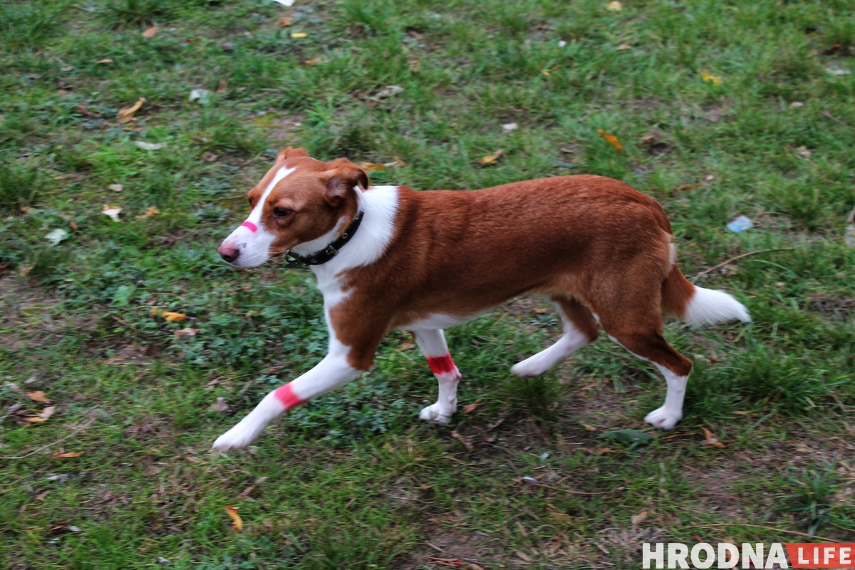 Гродзенцы зладзілі дваровы фестываль да Дня маці. Да іх прыехала міліцыя