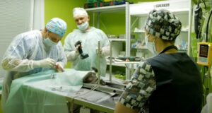 В Лиде впервые в Беларуси сделали операцию по протезированию коту