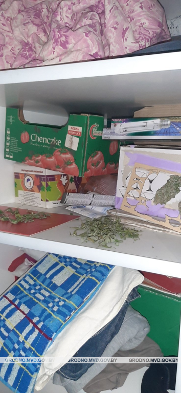 Гродненец выращивал коноплю в шкафу