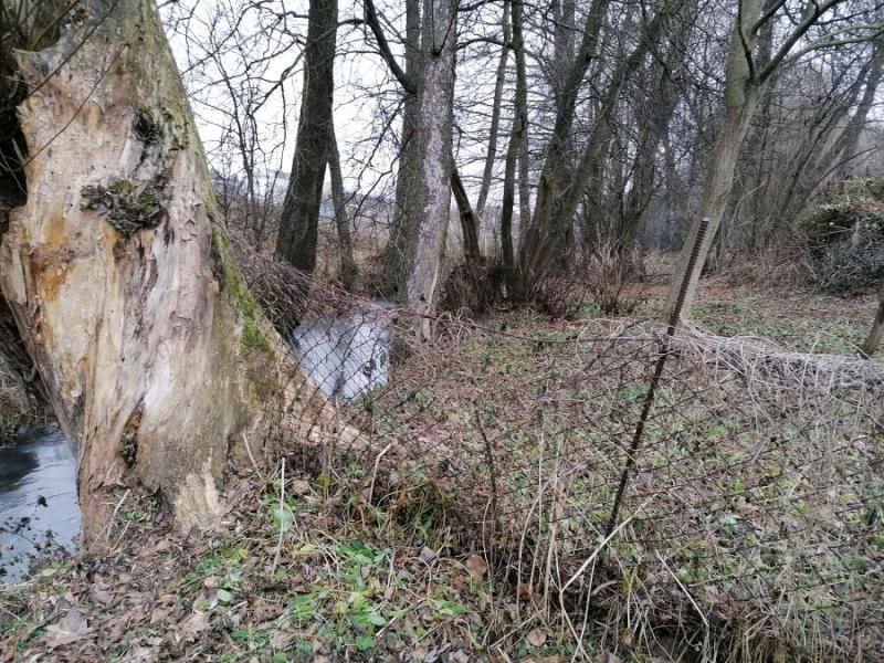 Гродзенскую фарэль хочуць ахоўваць у рамках міжнароднага праекта. Што цяпер з рэкамі пад Гроднам, дзе яе лавілі рукамі