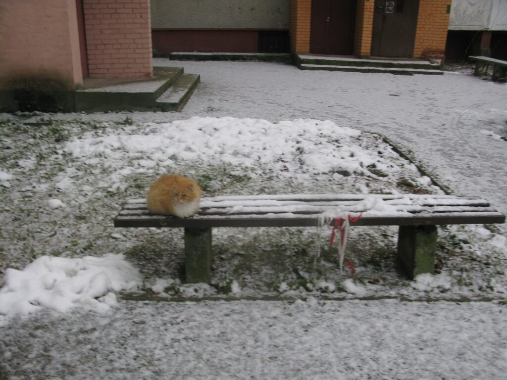 Кот в Мостах “проштрафился” на 200 базовых. За что могут наказать по новому административному кодексу