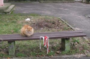 Кот в Мостах пикетирует с б-ч-б-ленточками пятый месяц подряд