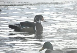 В морозы под Гродно обнаружили новый вид птиц для Беларуси – каролинскую утку