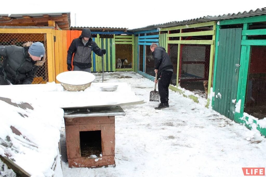 Домік для бяздомных сабак у Гродне засыпала снегам: валанцёры просяць аб дапамозе