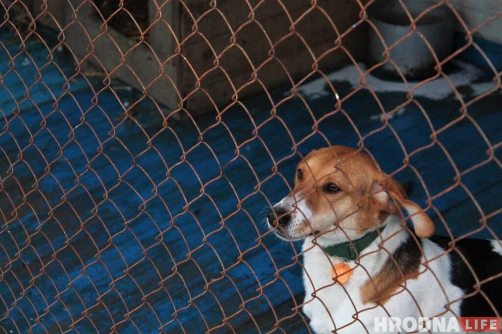 Спасли из сугробов: гродненцы помогли волонтерам расчистить заваленный снегом "домик для собак"