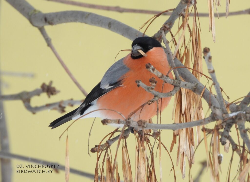 Снегири в Гродно: где их увидеть, чем кормить (и нужно ли) Снегири в Гродно: где их увидеть, чем кормить (и нужно ли)