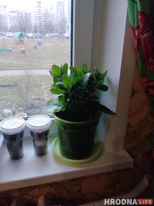 “Увидел лошадь и понял: хочу быть рядом всегда” Артур не слышит и не говорит, но смог найти общий язык с лошадьми и цветами