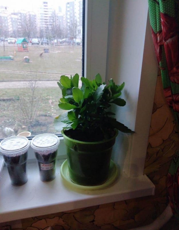 “Увидел лошадь и понял: хочу быть рядом всегда” Артур не слышит и не говорит, но смог найти общий язык с лошадьми и цветами