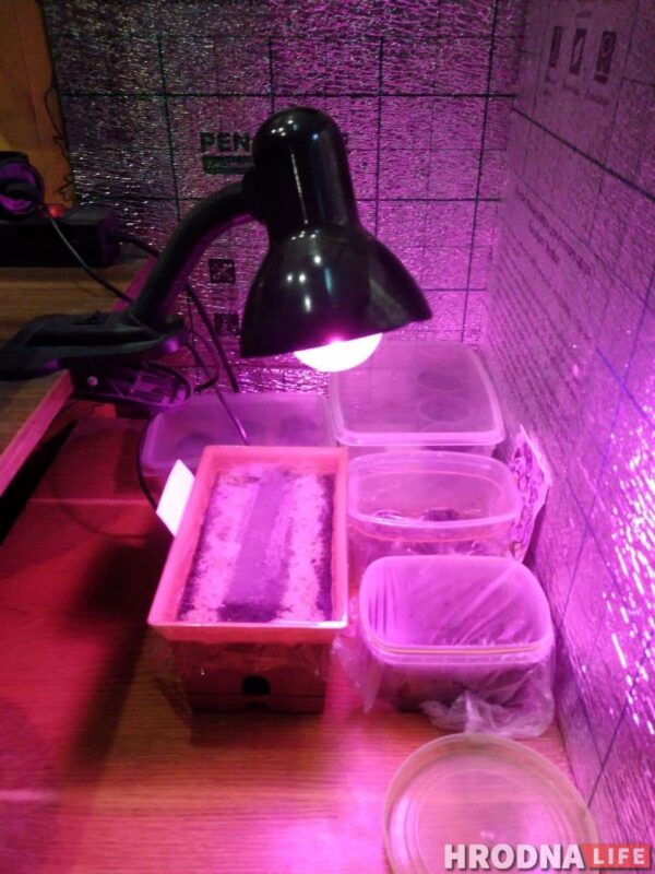 “Увидел лошадь и понял: хочу быть рядом всегда” Артур не слышит и не говорит, но смог найти общий язык с лошадьми и цветами