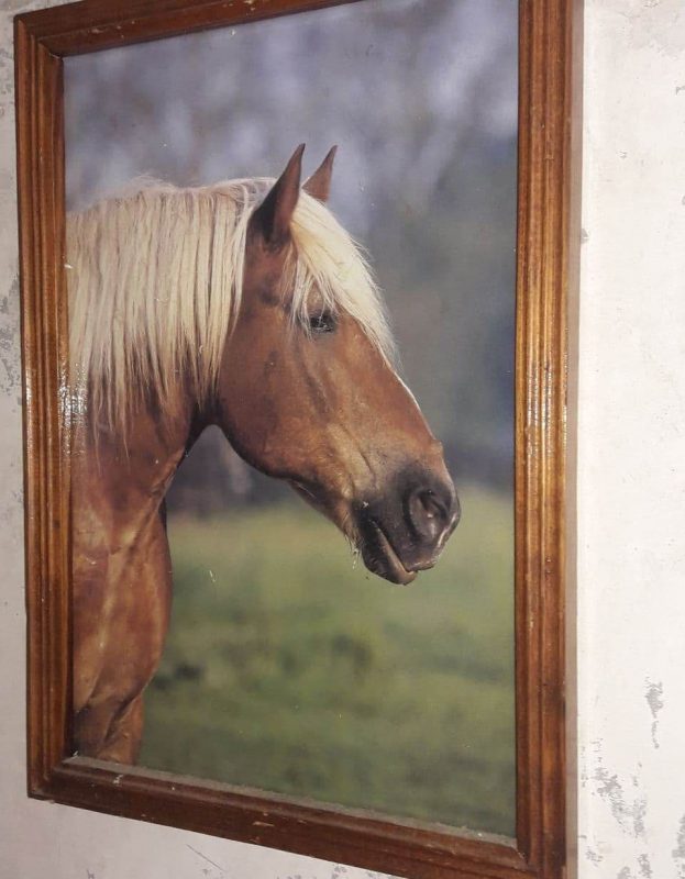 “Увидел лошадь и понял: хочу быть рядом всегда” Артур не слышит и не говорит, но смог найти общий язык с лошадьми и цветами
