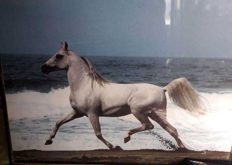 “Увидел лошадь и понял: хочу быть рядом всегда” Артур не слышит и не говорит, но смог найти общий язык с лошадьми и цветами