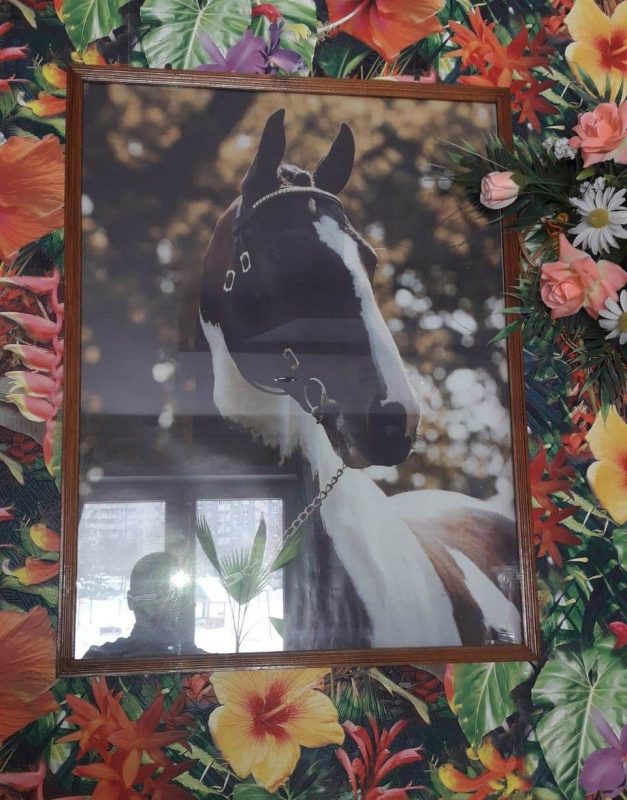 “Увидел лошадь и понял: хочу быть рядом всегда” Артур не слышит и не говорит, но смог найти общий язык с лошадьми и цветами