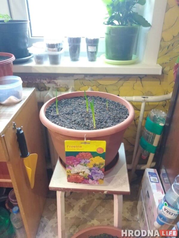 “Увидел лошадь и понял: хочу быть рядом всегда” Артур не слышит и не говорит, но смог найти общий язык с лошадьми и цветами